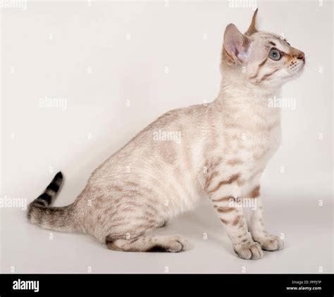 Bengal Cat Snow