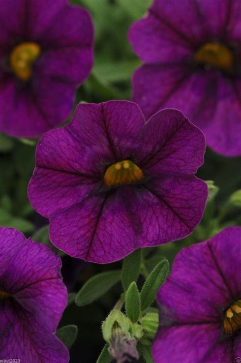 Calibrachoa Kabloom Deep BLUE - flowers seeds -The first Calibrachoa ...