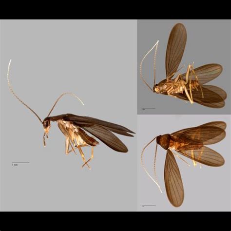 Cockroach Pokemon 的图像结果