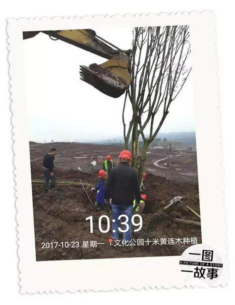 重庆有一片荒地，为了给它种上第一棵树，脚都磨成啥样了，太难！