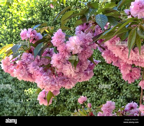 Weeping cherry hi-res stock photography and images - Alamy