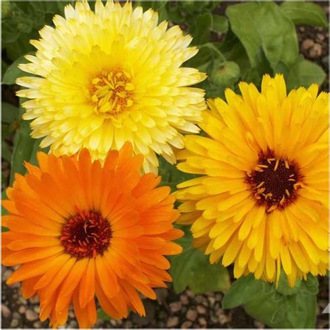 Creative Farmer Flower Seeds : Scottish Marigold Yellow Outdoor Plant ...