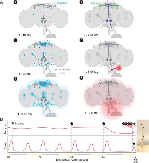Neural mechanisms of parasite-induced summiting behavior in ‘zombie’ Drosophila | eLife
