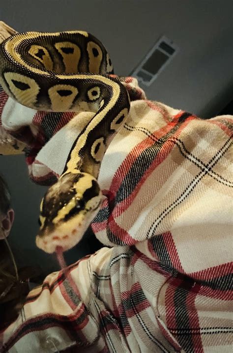 Image result for Boblb Python Snack