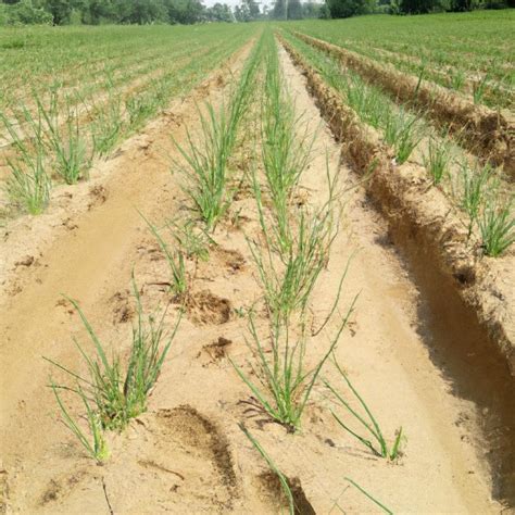 Agriculture in Egypt 的图像结果