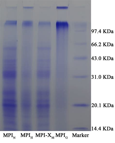 MPI Fluorescent Method 的图像结果