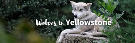 Image result for Introduction of Wolves in Yellowstone