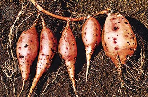 Sweet potato grows roots in outer space | TopNews