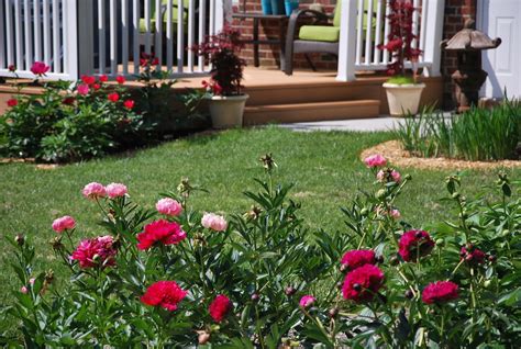 Southern Peony: 2014 Landscaping with Peonies