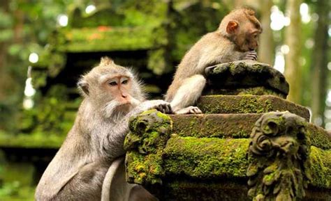 Enjoying Honeymoon In Bali 5Nights 6Days - Sharp Holidays