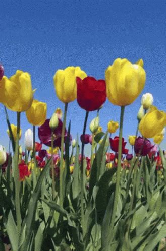 Image result for Tulips Flower Using Python