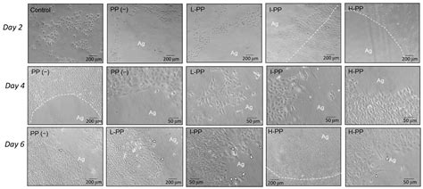 Dentin Sialoprotein/Phosphophoryn (DSP/PP) as Bio-Inductive Materials ...