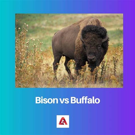 Bison vs Buffalo: Difference and Comparison