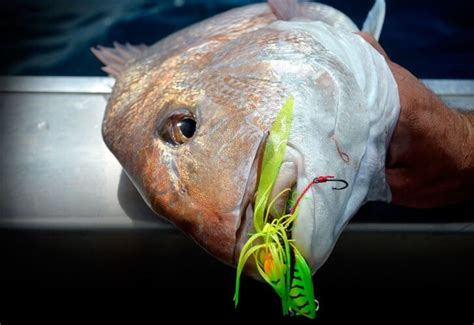 Image result for Long Snapper Card Tricks