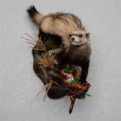 EUROPEAN POLECAT TAXIDERMY MOUNT - FERRET, WEASEL MOUNTED, STUFFED ...