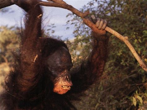 Australopithecus Documentary 的图像结果