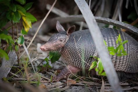 The Case of the Armadillo: Is It Spreading Leprosy in Florida? - KFF ...
