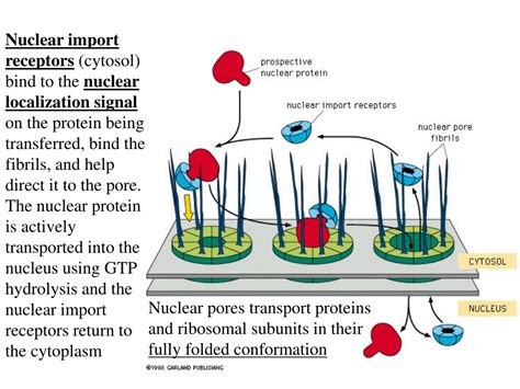 PPT - Intracellular Compartments and Protein Transport Mechanisms ...