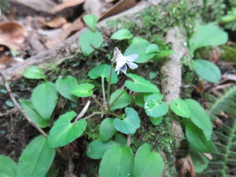 下山中の川の源では、今年初めて姿を見せてくれた オオスミサンショウウオ の 幼生 （こども）を観察し、無事にたどり着いたビジターセンターで解散 ...