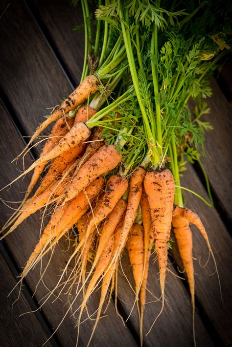 Root Vegetables List