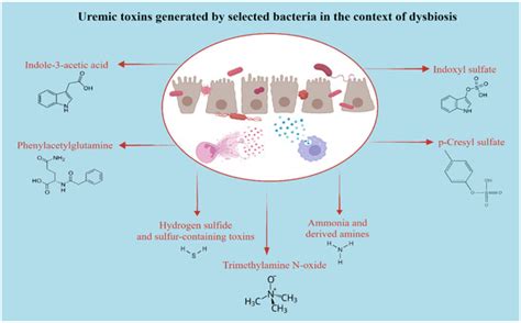 Gut-Kidney Axis: Unraveling the Role of the Microbiome in Chronic ...