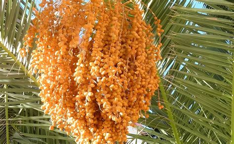 Green view® "Date palm/khajur(Grafted) " - 1 Healthy plant 1.5 ft ...