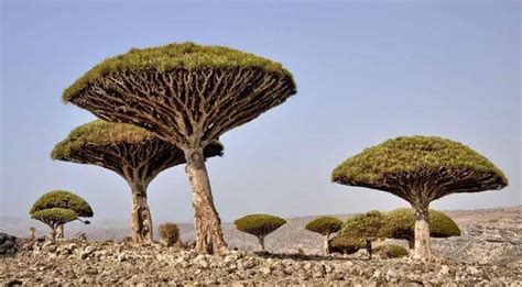 世界上最神奇的九种植物