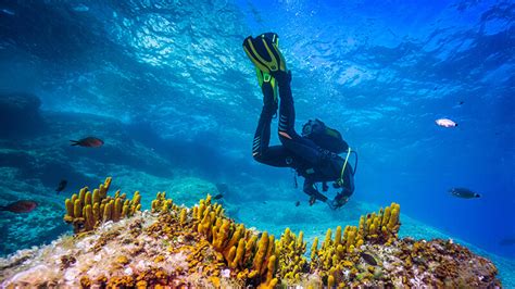 Deep Sea Diving Tutorial 的图像结果