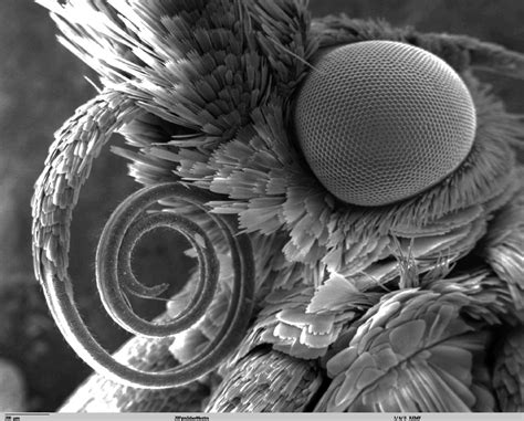Insect SEM Part 3 | Electron microscope images, Scanning electron microscope, Microscopic images