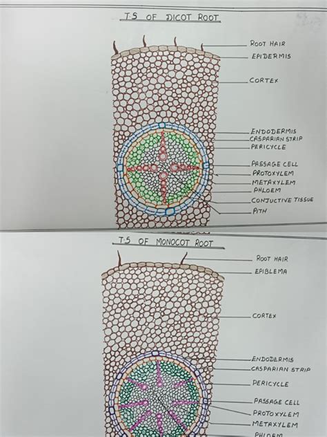 Botany 的图像结果