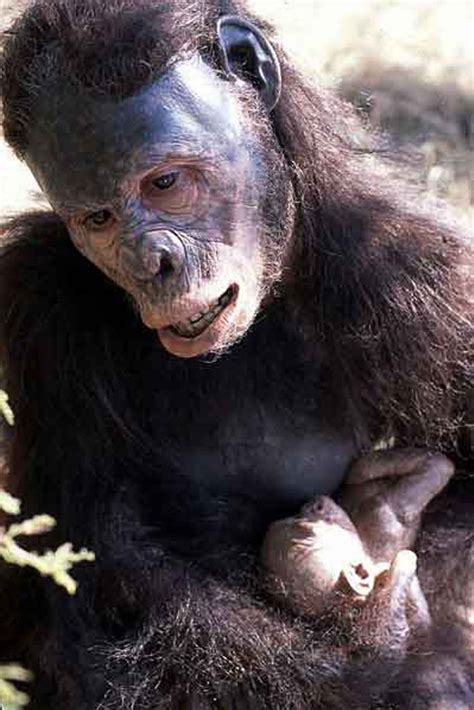 Australopithecus Documentary 的图像结果