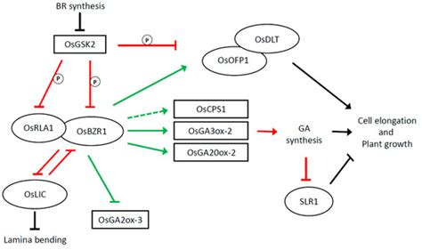 The Role of Brassinosteroids in Controlling Plant Height in Poaceae: A ...