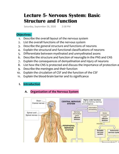 Image result for Nervous System Function Overview