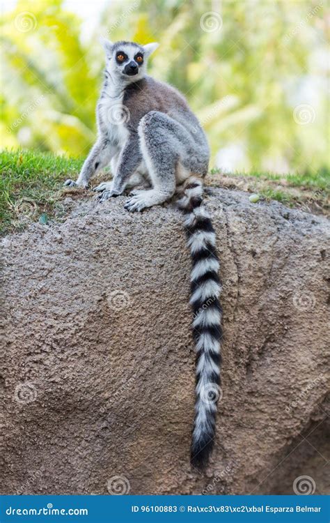Tail of lemur stock image. Image of africa, brown, stick - 96100883