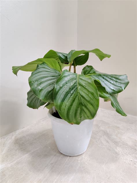 Shop Calathea Orbifolio (Prayer Plant) Online India – ChhajedGarden.com