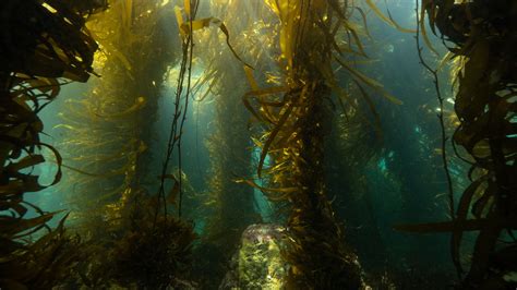 Species In Kelp Forest at Christiana Shepherd blog - species of kelp