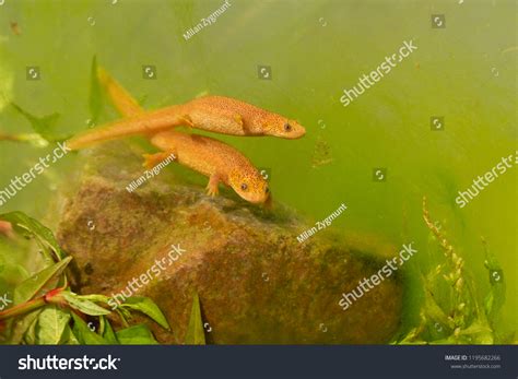 Iberian Ribbed Newt Spanish Ribbed Newt Stock Photo 1195682266 ...