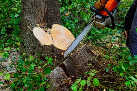 Northeastern Tree Service 的图像结果