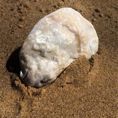 Image result for Pearly Shell Character