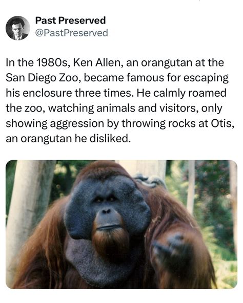 Past Preserved | In the mid-1980s, Ken Allen, a Bornean orangutan at ...