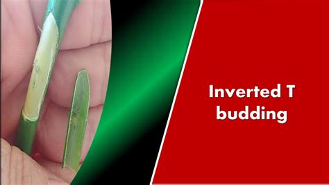 Image result for Methods of Budding