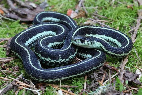 Puget Sound Garter Snake