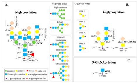 Glycosylation in the Thyroid Gland: Vital Aspects of Glycoprotein ...