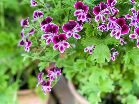 Learn About Different Types Of Scented Geraniums