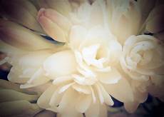 tuberose fiori fiori bianchi 10 splendide tuberose anthoscents tuberose fiori fiori bianchi 10 splendide tuberose anthoscents
