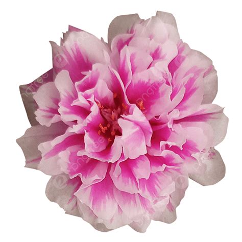 Blooming Rose PNG Picture, Beautiful Blooming Pink White Moss Rose ...