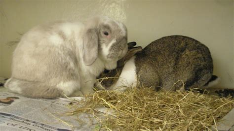Do rabbits hibernate? | PetsRadar