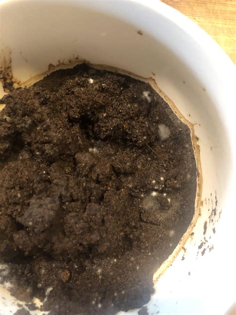 What Does Coffee Ground Poop Look Like - AnimalsPick