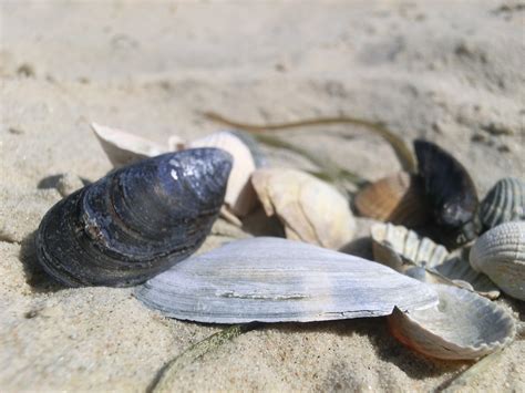 Fotos gratis : playa, verano, biología, Mariscos, fauna, cáscara, invertebrado, concha, almeja ...