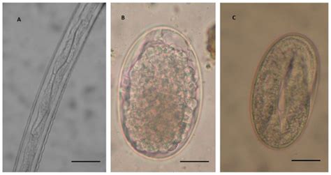Intestinal Strongyle Genera in Different Typology of Donkey Farms in ...
